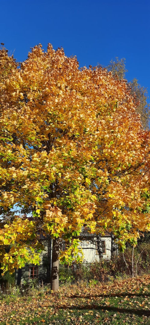 Autumn in Sweden